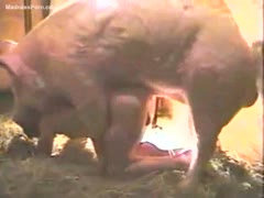 Unbelievably, the ravenous pig slams into its fucking famished owner.